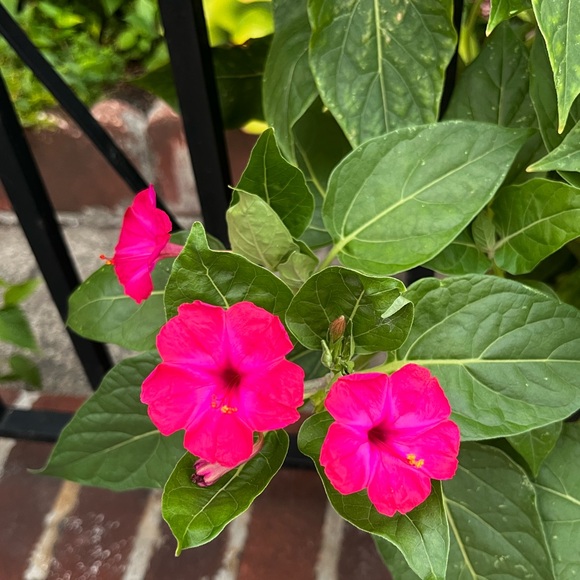 Meet your Posher, Mama B - Picture 1 of 2